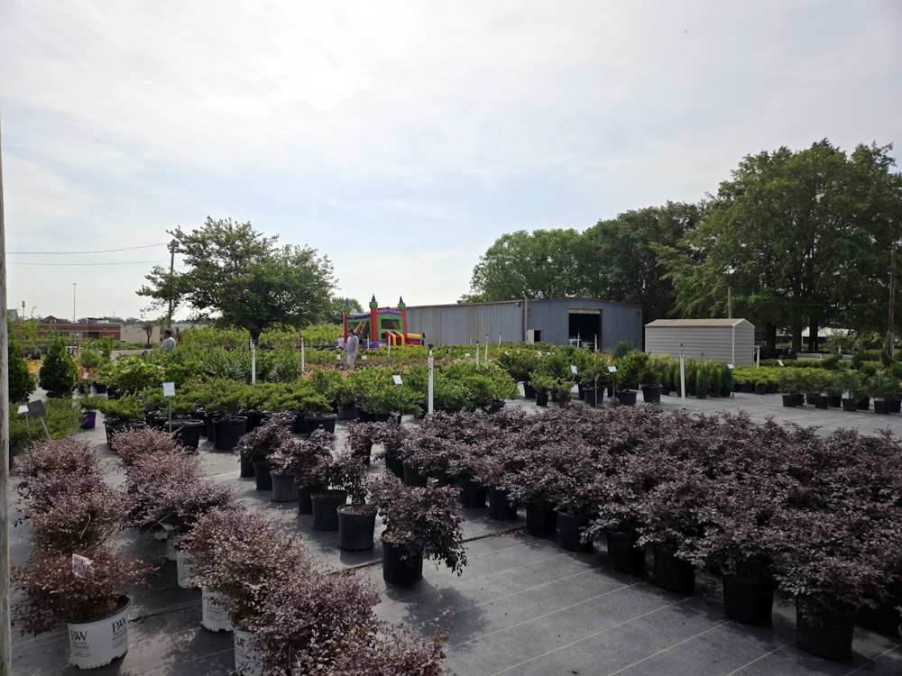Nursery Plants and Trees and Shrubs Nursery Plants and Trees and Shrubs