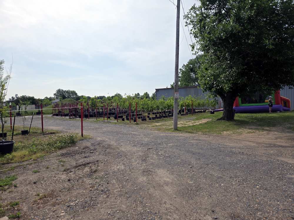 Nursery Plants and Trees and Shrubs Nursery Plants and Trees and Shrubs