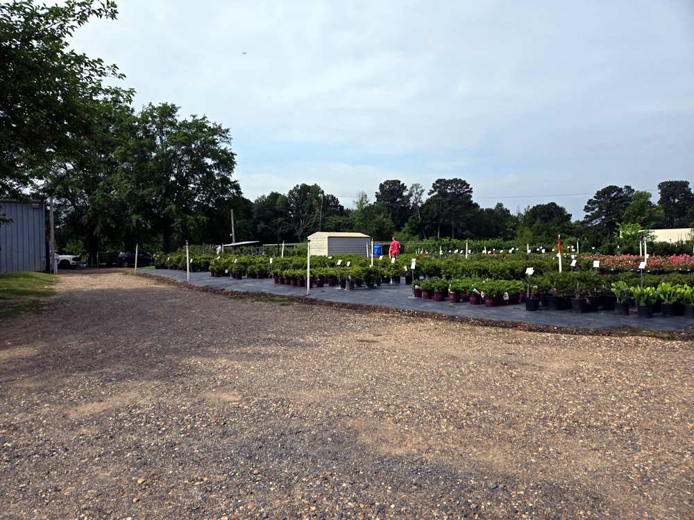 Nursery Plants and Trees and Shrubs Nursery Plants and Trees and Shrubs